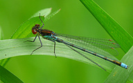 Red-eyed Damselfly (Male, Erythromma najas)